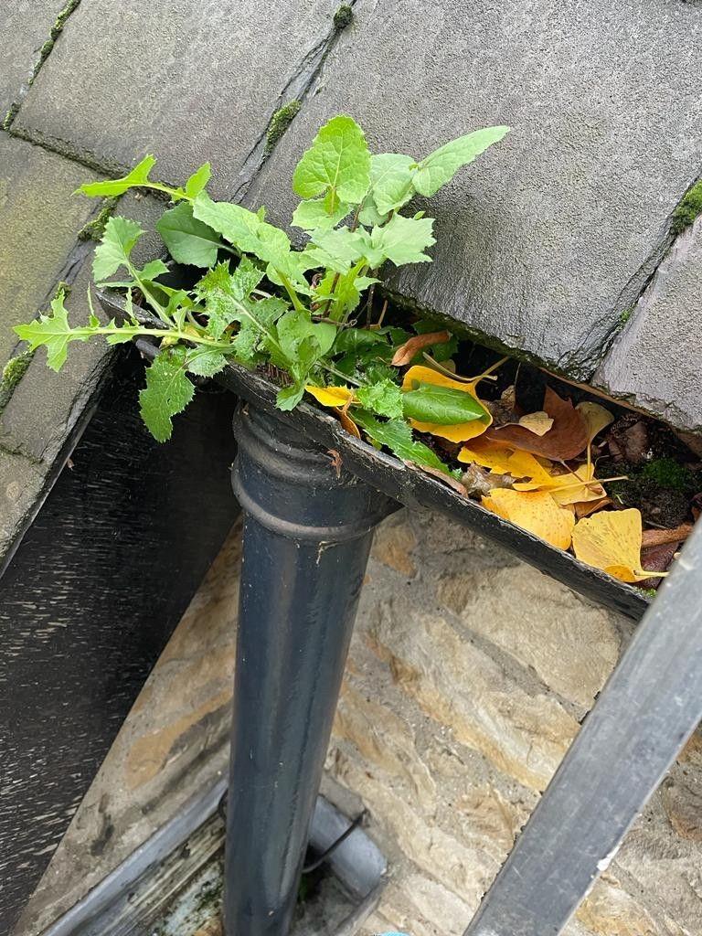 Plant growing out of a downpipe