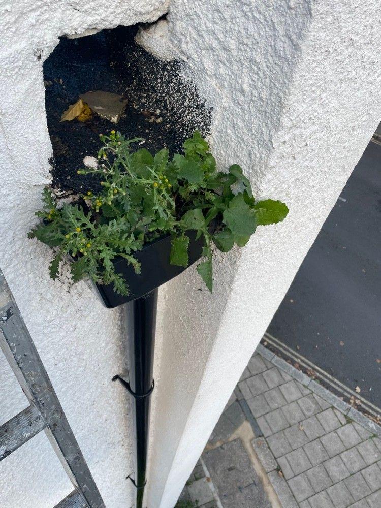 Weeds growing in a gutter hopper