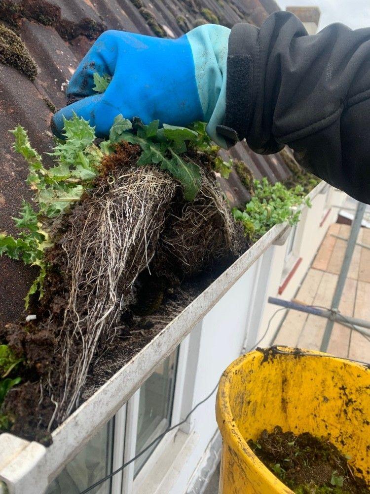 Roots pulled out of a blocked gutter