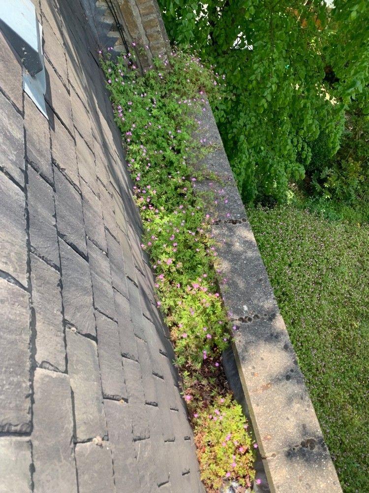 Parapet gutter full of moss, before