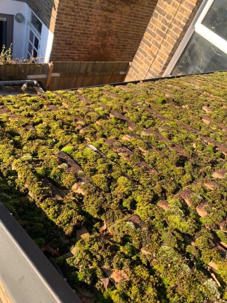 Heavy moss on roof tiles